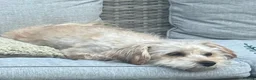 Shorkie dogs for sale: Female shorkie - Advert 1