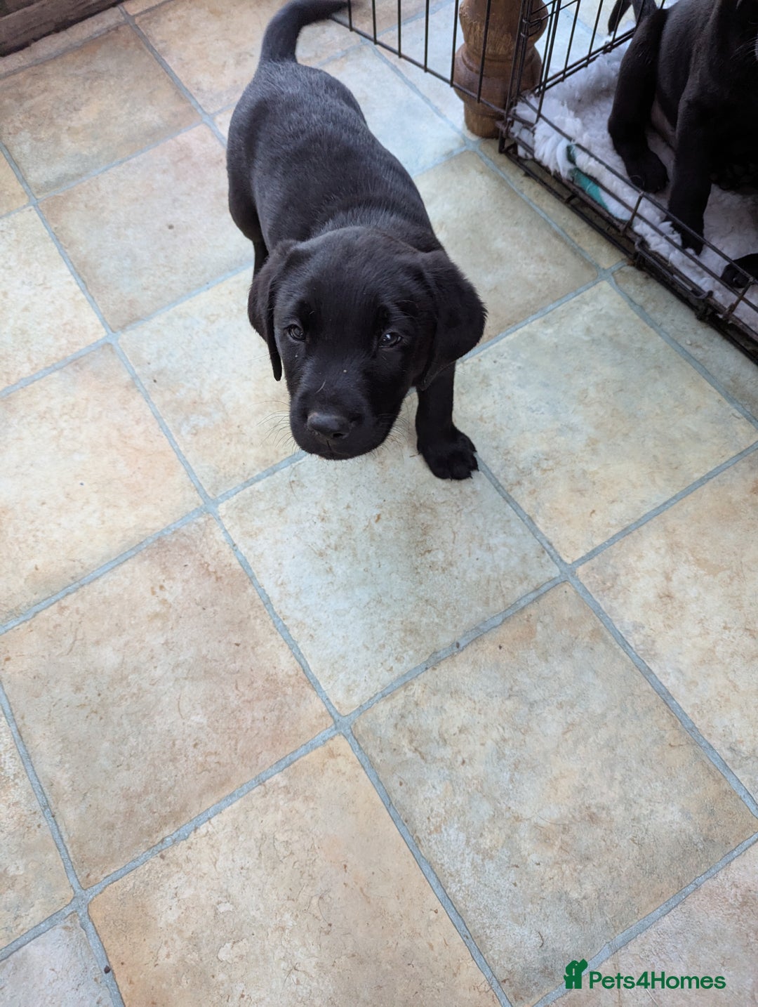 Labrador Retriever dogs for sale: 7 K C registered Chunky Labrador puppies  - Advert 2