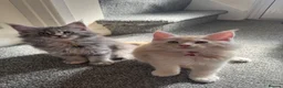 Maine Coon cats for sale: Pure mainecoon kittens DNA health tested parents.  - Advert 7