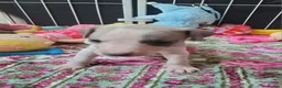Whippet dogs for sale: The most precious! Kc wippets 🐶 boys & girls   - Advert 20