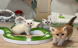 British Shorthair cats for sale: Affectionate lap cats health tested parents  - Image 30