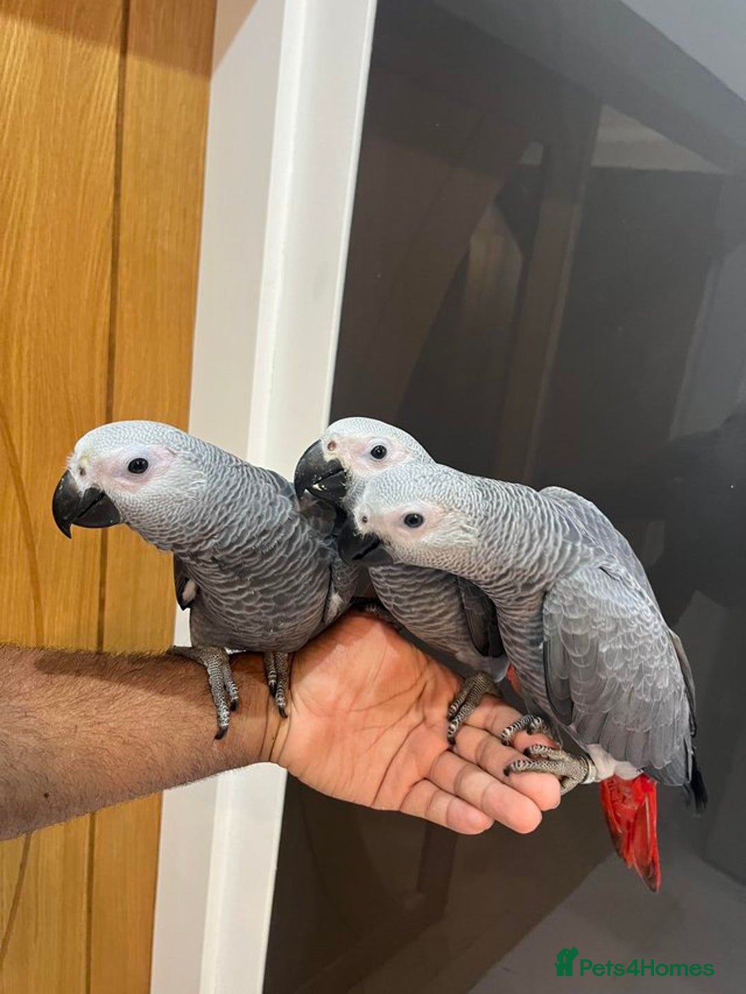 Parrots birds for sale: Super Tame Cuddly African Grey Parrots Ready  - Image 3