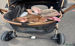 French Bulldog dogs for sale: 11 weeks old Isabella & tan carries fluffy RFG  - Image 12