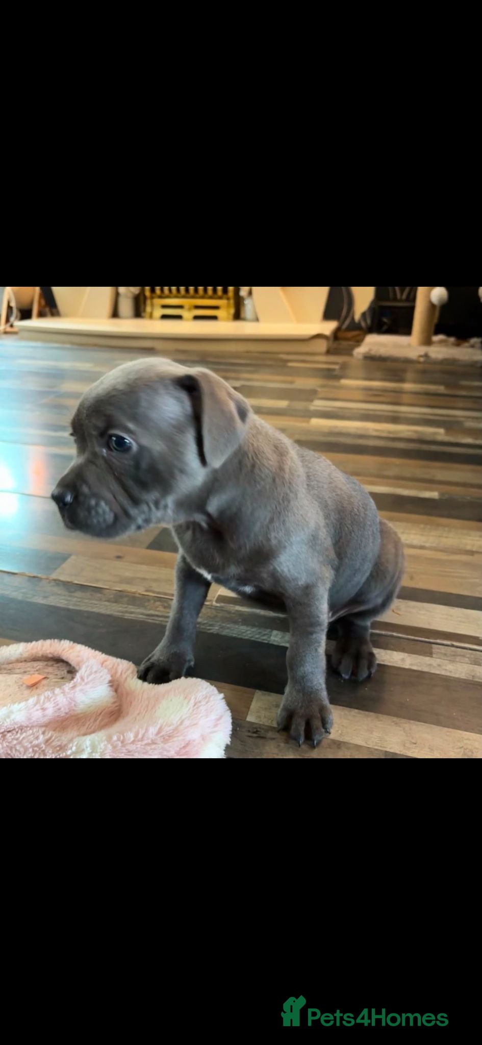 Staffordshire Bull Terrier dogs Stunning KC reg SBT BLUE PUPS - Advert 2