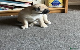 Pug dogs for sale: 4 month old pug girl - Advert 6