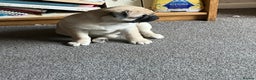 Pug dogs for sale: 6 month old pug girl - Advert 6