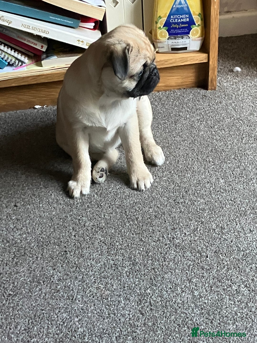 Pug dogs for sale: 4 month old pug girl - Advert 6