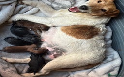 Mixed Breed dogs for sale: Foxipoo puppy’s  - Image 2