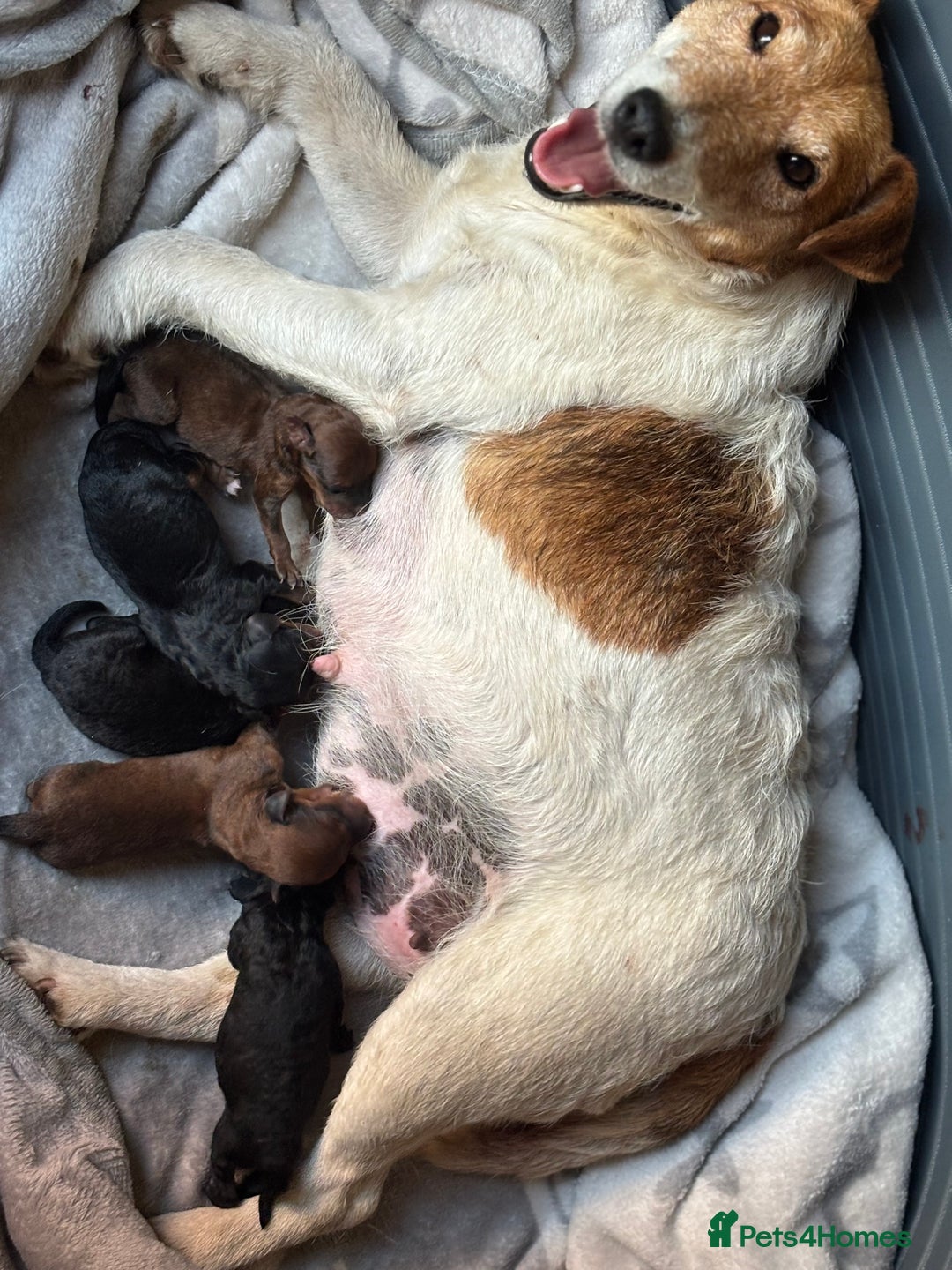 Mixed Breed dogs for sale: Foxipoo puppy’s  - Image 2