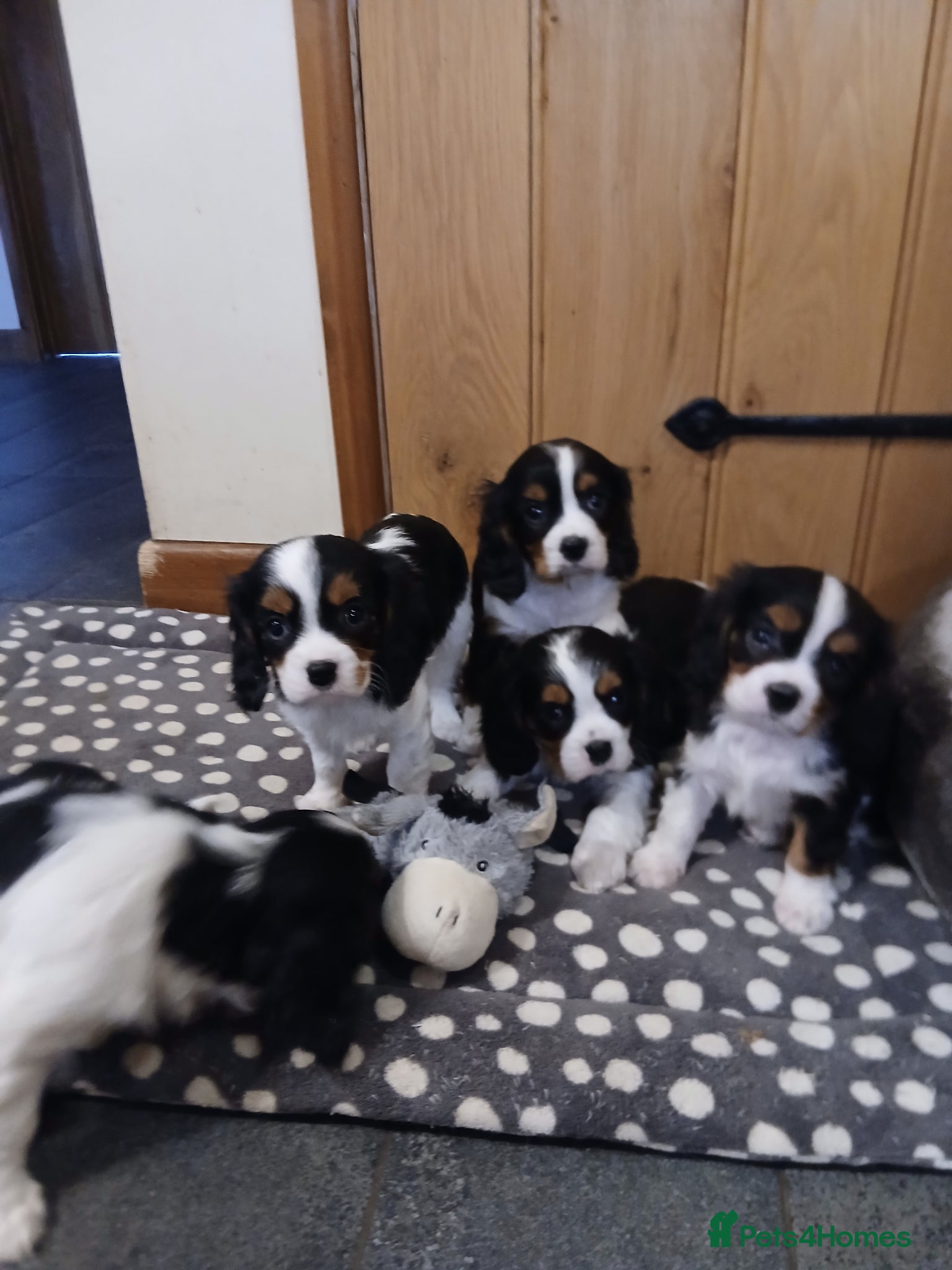 Cavalier King Charles Spaniel dogs Beautiful puppies - Advert 2