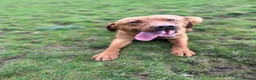 Springador dogs for sale: Springador Puppies🐶 in Corwen - Advert 3