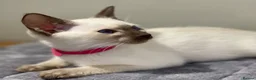 Siamese cats for sale: GCCF Registered Traditional Siamese Kittens.  - Advert 4