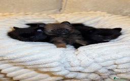 Pomeranian dogs for sale: 🐾 KC Registered Pomeranian Puppies 🐾 - Image 4