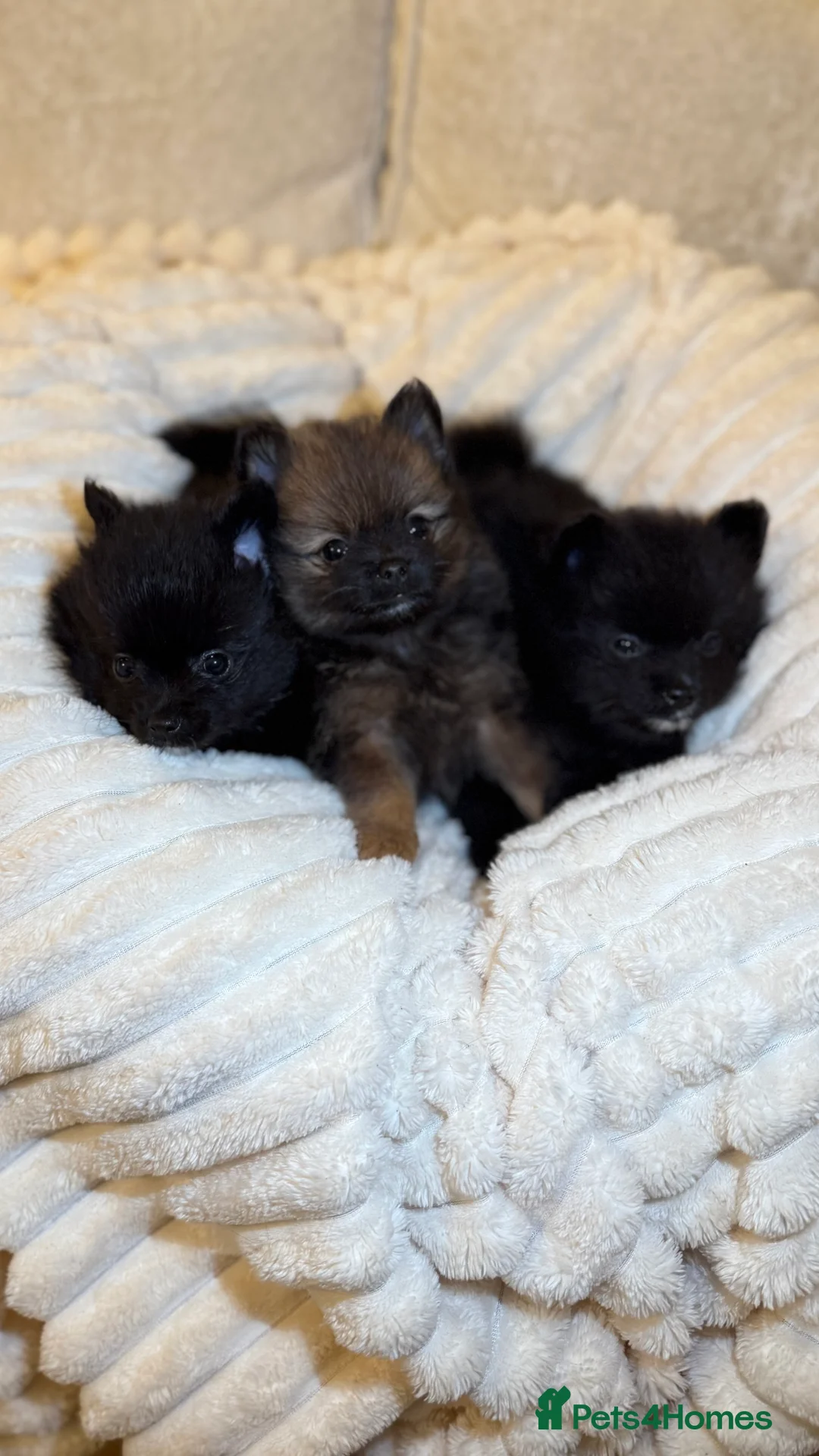 Pomeranian dogs for sale: 🐾 100% Pomeranian Puppies 🐾 - Advert 4