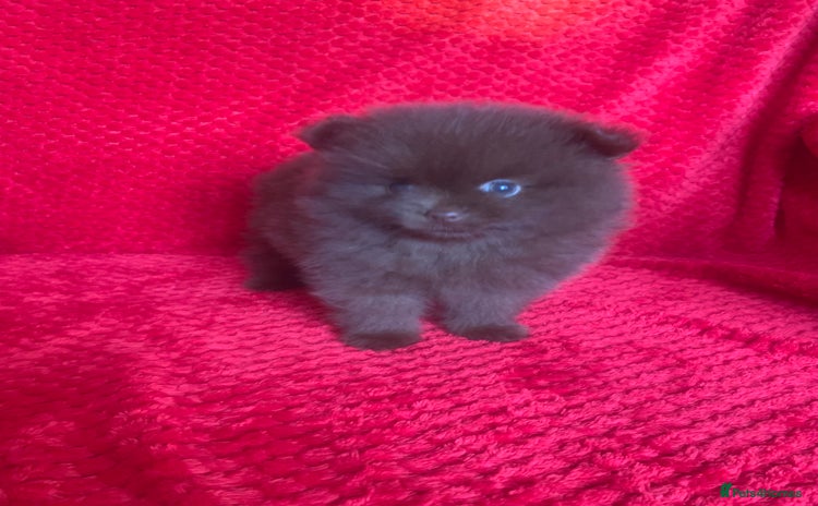 Pomeranian dogs - Advert 15