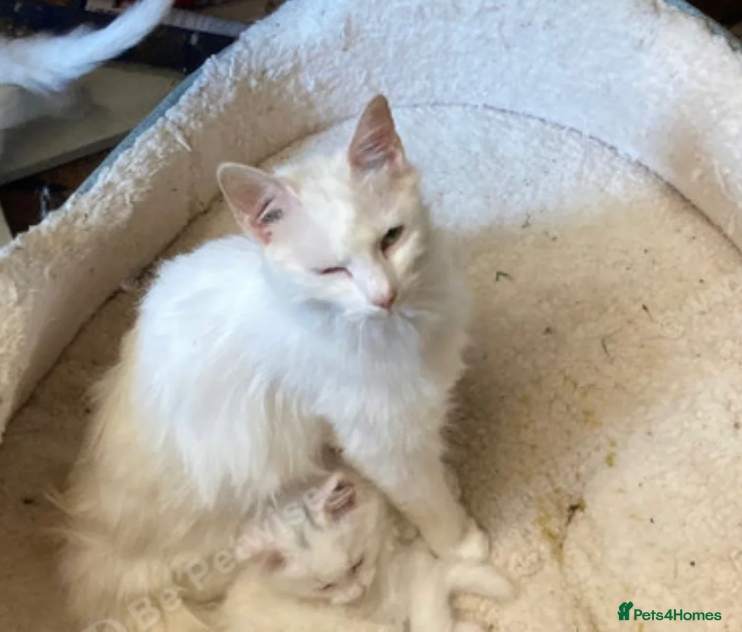 British Longhair cats for sale: White kitten  - Advert 3
