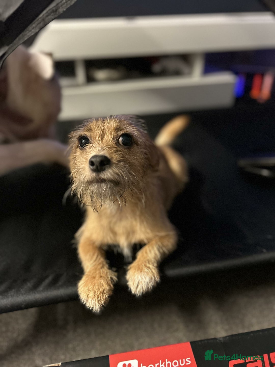 Mixed Breed dogs for sale: Small Jack russel cross  - Image 14