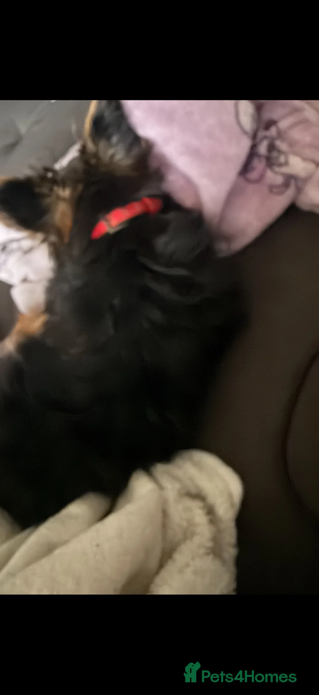 Yorkshire Terrier dogs for sale: Girl puppy - Advert 4