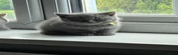 British Shorthair cats for sale: Pure British shorthair kittens - Advert 7