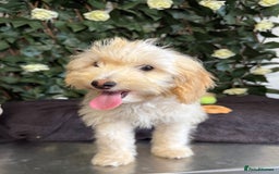 Cavapoo dogs for sale: 1 Girl Remaining ⭐️ Reduced ⭐️ F1b Cavapoos ⭐️ - Image 12