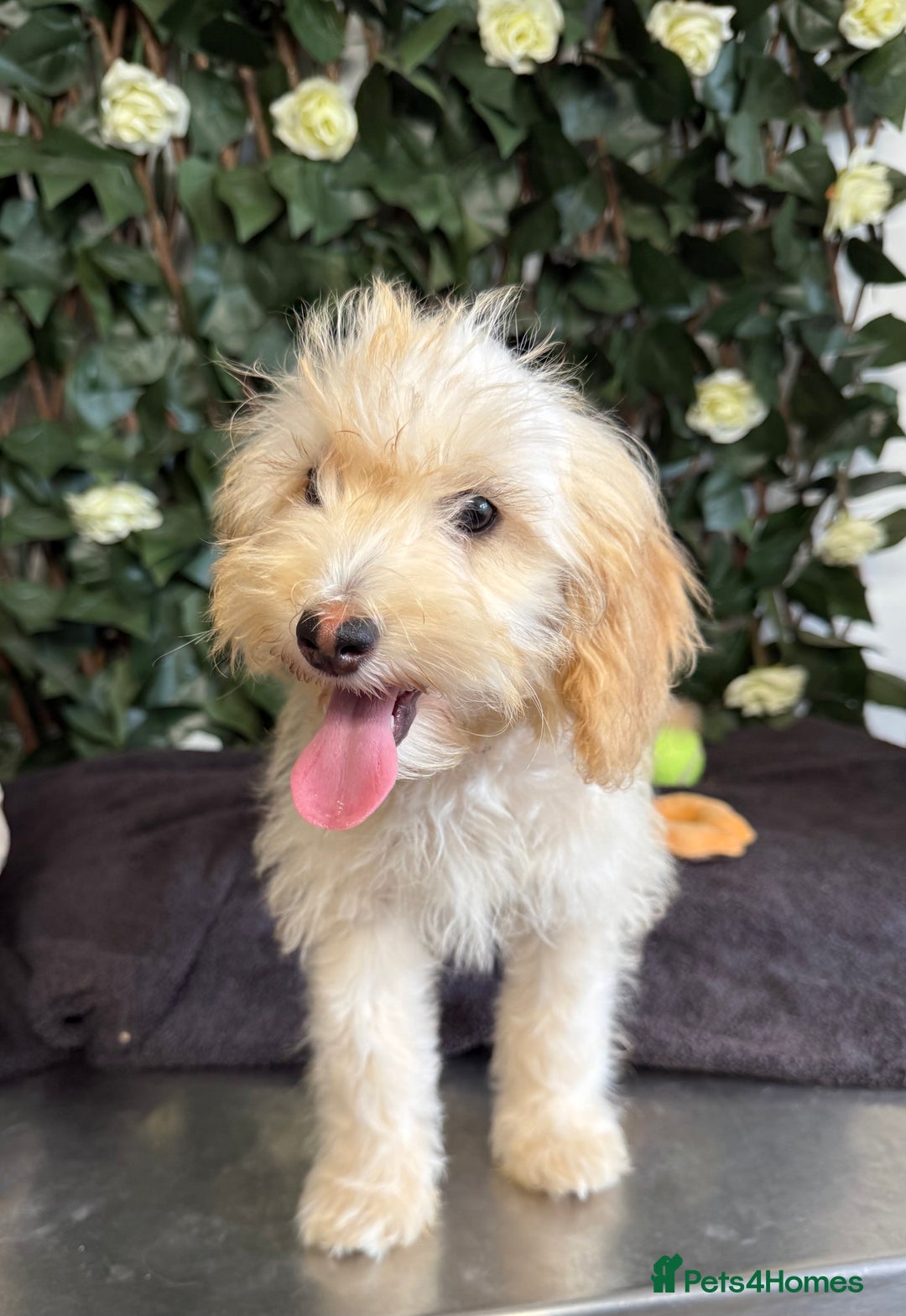Cavapoo dogs for sale: 1 Girl Remaining ⭐️ Reduced ⭐️ F1b Cavapoos ⭐️ - Image 12