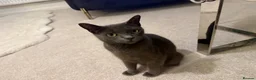 Russian Blue cats for sale: Russian Blue kittens  - Advert 3