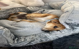 Mixed Breed dogs for sale: Chihuahua x Jack Russell Puppy  - Image 3