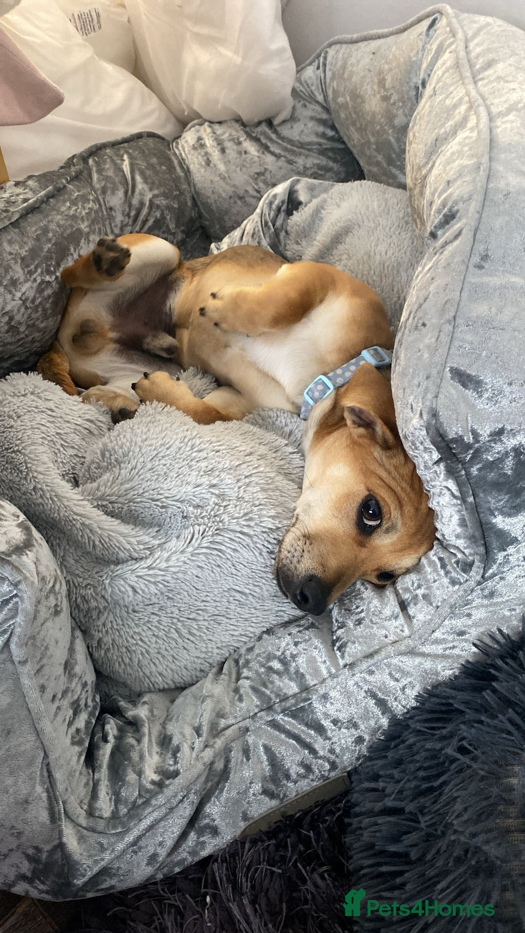 Mixed Breed dogs for sale: Chihuahua x Jack Russell Puppy  - Image 3