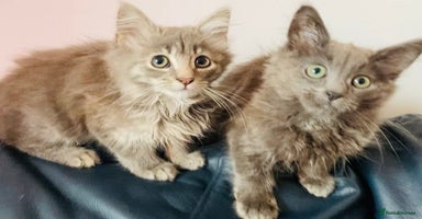 Mixed Breed cats - Advert 7