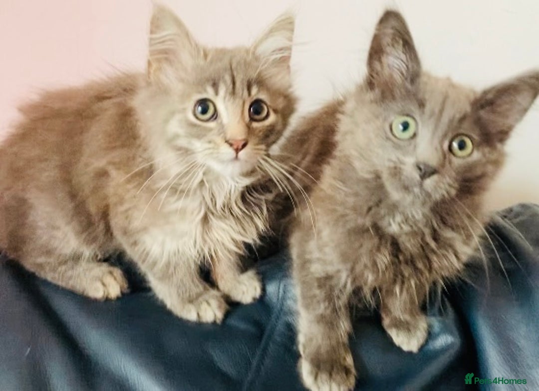 Mixed Breed cats for sale: An absolute gorgeous litter of Maine coon kittens - Image 3
