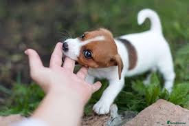 Mixed Breed dogs TEST TEST TEST TESTTEST TESTTEST TESTTEST TEST - Advert 7