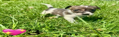 Jack Russell 3