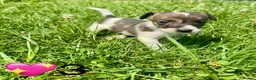 Jack Russell dogs for sale: Beautiful Jack Russell Pups Ready for Forever Home - Advert 32