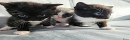 Mixed Breed cats for sale: Kittens for sale in Dunfermline - Advert 8