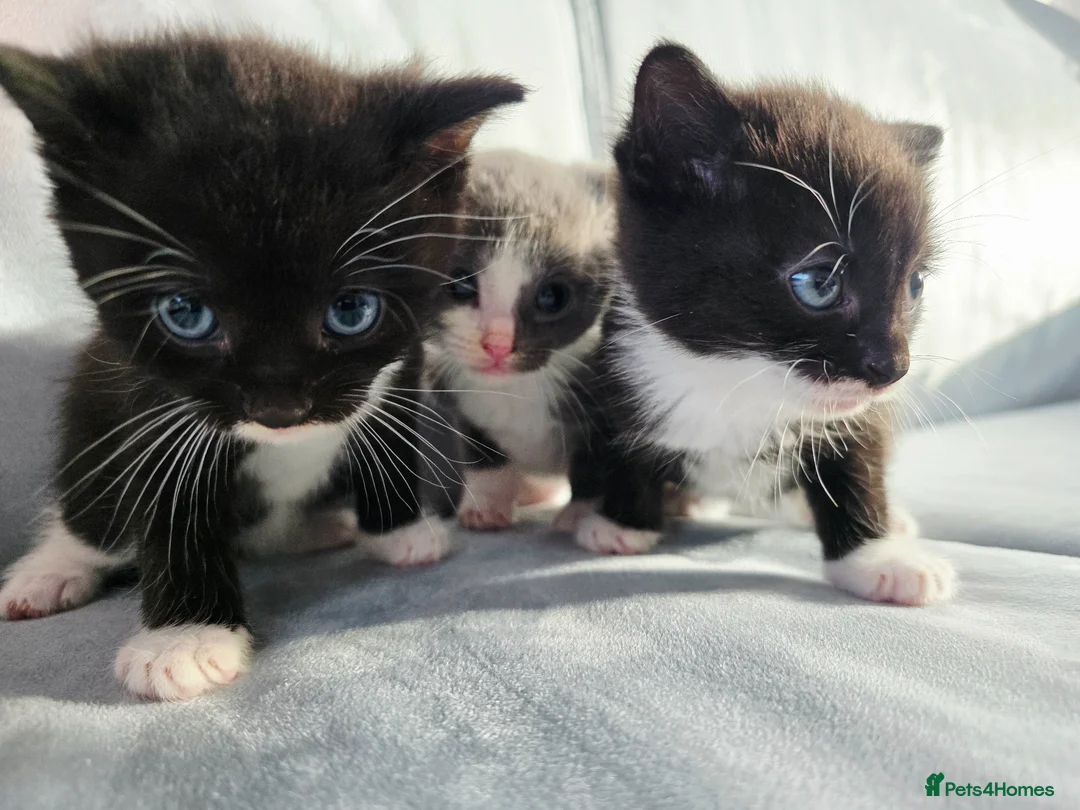 Mixed Breed cats for sale: Kittens for sale in Dunfermline - Advert 8