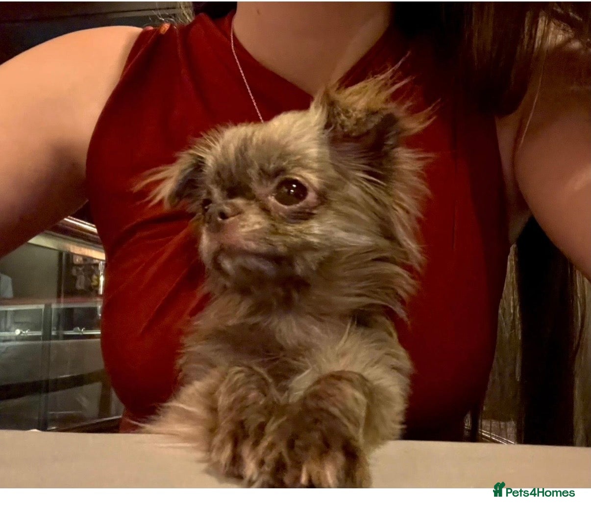 Chihuahua dogs Russian imported Chihauhai - Advert 1