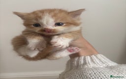 Persian cats for sale: 5 little Persian x boys - Image 3