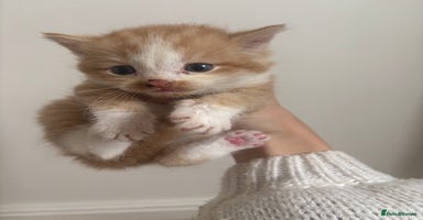 Persian cats - Advert 2