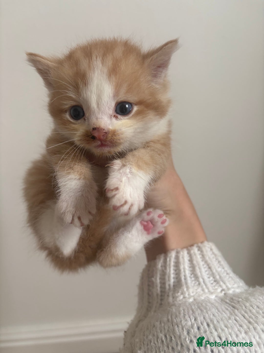 Persian cats for sale: 5 little Persian x boys - Image 3