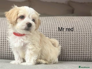 Maltipoo dogs F1b Maltipoo Mum. KC Maltese dad - Advert 5