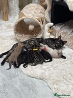 Bengal cats - Advert 11