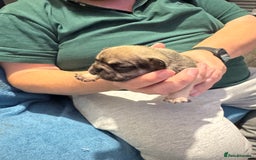 French Bulldog dogs for sale: French bulldog  - Image 9