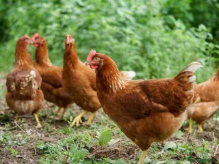 Hens poultry 9 laying hens free to good home - Advert 7