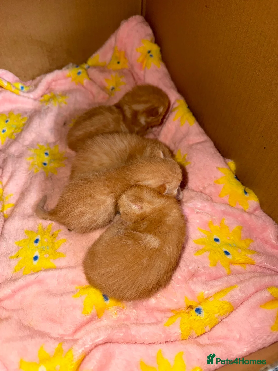 Mixed Breed cats for sale: Female ginger kittens  - Advert 2