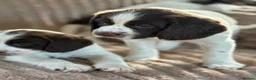 English Springer Spaniel dogs for sale: Gorgeous Springer Spaniel Pups - Advert 5