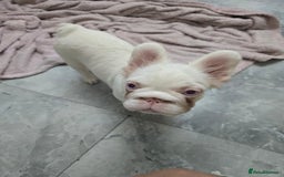 French Bulldog dogs for sale: Full fluffy pink girl with wonderful dna - Image 6