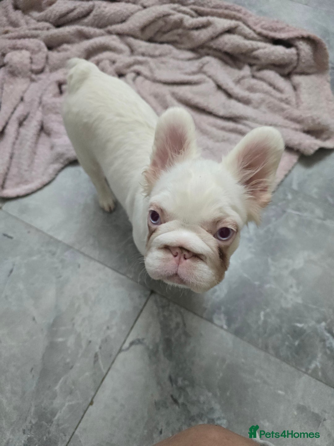 French Bulldog dogs for sale: Full fluffy pink girl with wonderful dna - Image 6
