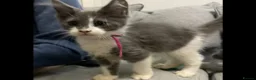 Maine Coon cats for sale: Xxl Maine coon kittens - Advert 1