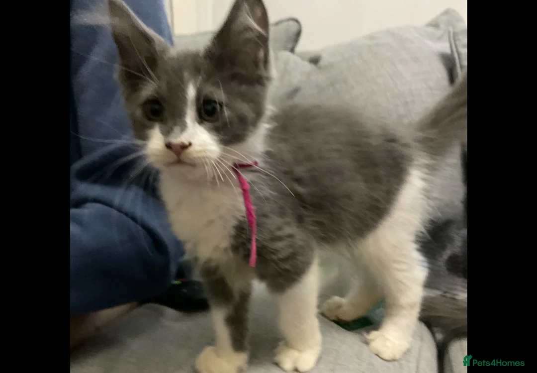 Maine Coon cats for sale: Xxl Maine coon kittens - Advert 1