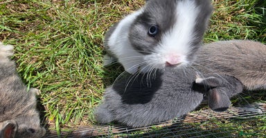 Mixed Breed rabbits - Advert 5